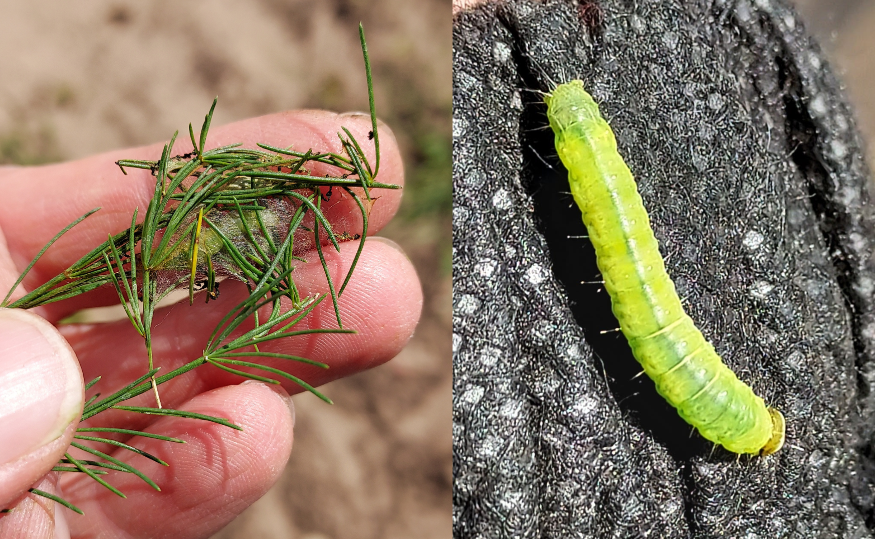 asparagus leafroller (1)